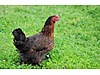 Pets & Livestock / Poultry & Fowl / Chickens