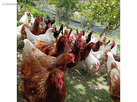 Pets & Livestock / Poultry & Fowl / Chickens