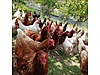 Pets & Livestock / Poultry & Fowl / Chickens