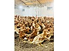 Pets & Livestock / Poultry & Fowl / Chickens