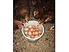 Pets & Livestock / Poultry & Fowl / Chickens