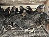 Pets & Livestock / Poultry & Fowl / Chickens