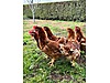 Pets & Livestock / Poultry & Fowl / Chickens