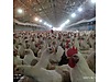 Pets & Livestock / Poultry & Fowl / Chickens