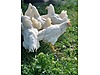 Pets & Livestock / Poultry & Fowl / Chickens