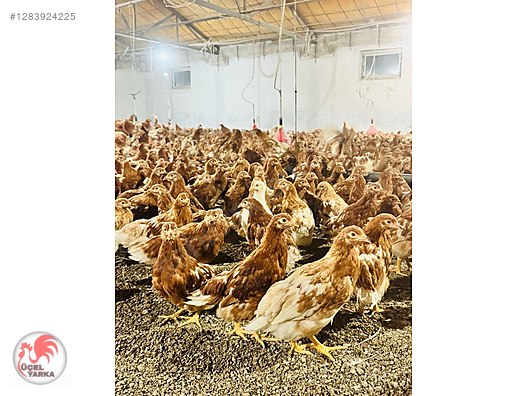Pets & Livestock / Poultry & Fowl / Chickens