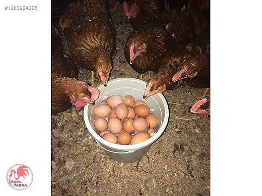 Pets & Livestock / Poultry & Fowl / Chickens