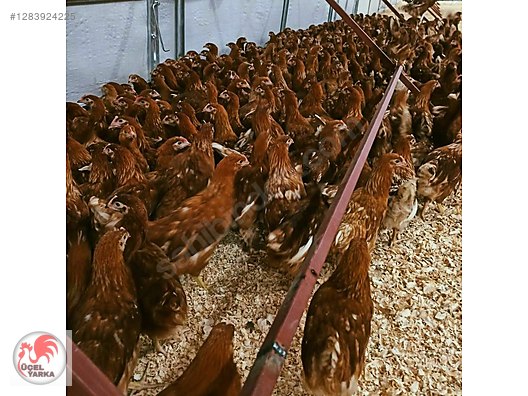 Pets & Livestock / Poultry & Fowl / Chickens