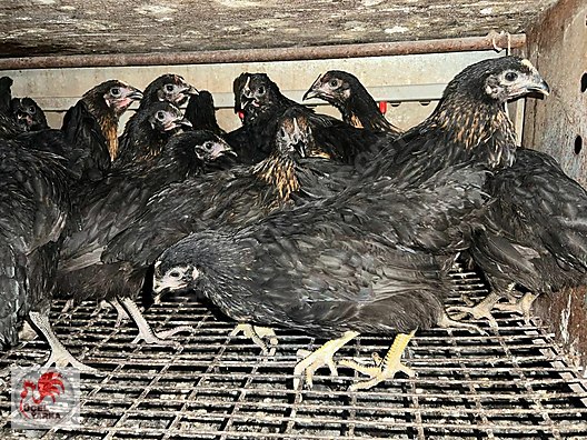 Pets & Livestock / Poultry & Fowl / Chickens