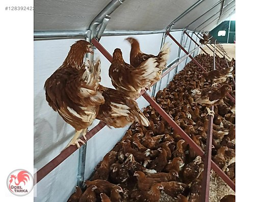 Pets & Livestock / Poultry & Fowl / Chickens