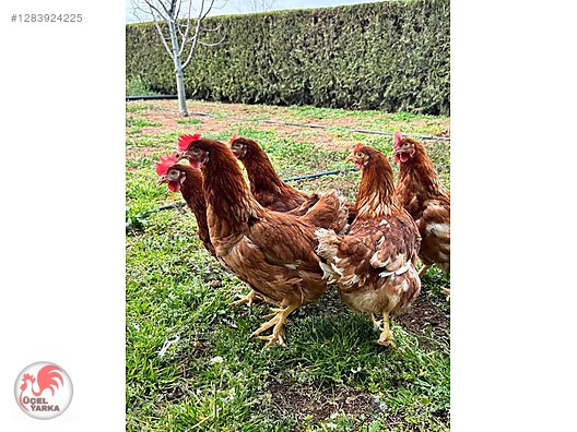 Pets & Livestock / Poultry & Fowl / Chickens