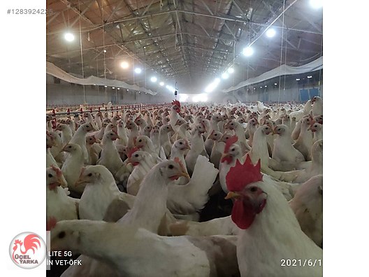 Pets & Livestock / Poultry & Fowl / Chickens