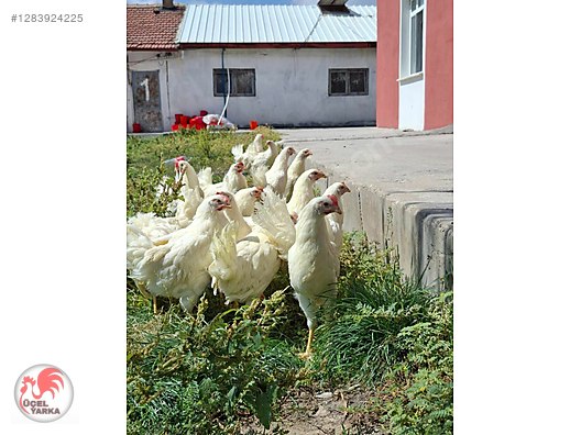 Pets & Livestock / Poultry & Fowl / Chickens