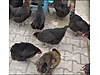 Pets & Livestock / Poultry & Fowl / Chickens