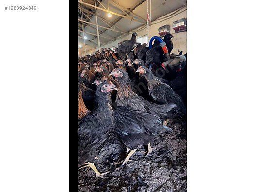 Pets & Livestock / Poultry & Fowl / Chickens