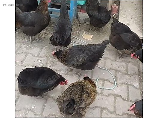 Pets & Livestock / Poultry & Fowl / Chickens