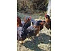 Pets & Livestock / Poultry & Fowl / Chickens