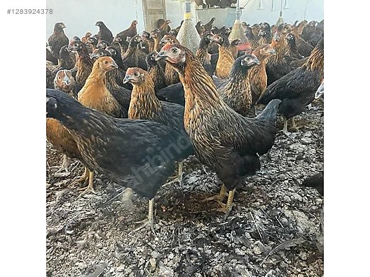 Pets & Livestock / Poultry & Fowl / Chickens