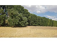 Kavak ağacı maraş selvisi