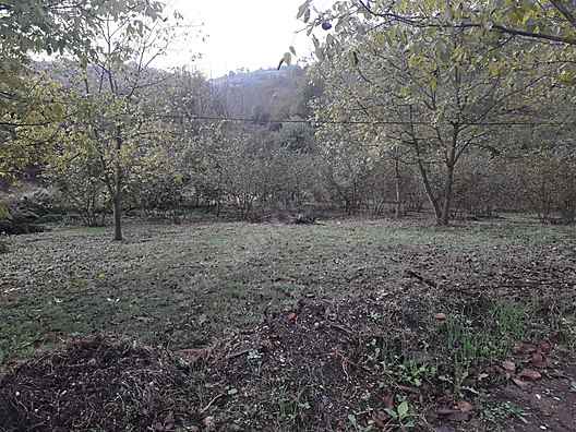 Sahibinden Satılık Bağ Bahçe