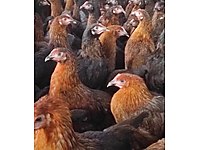 Golbasi Satilik Tavuk Cinsleri Ve Fiyatlari Sahibinden Com Da