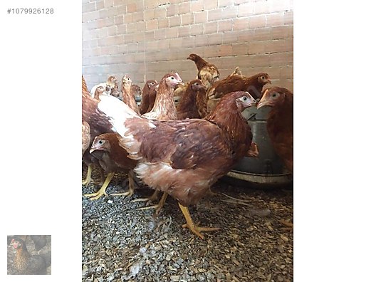 Chickens / köy tavukları satışta at  - 1079926128