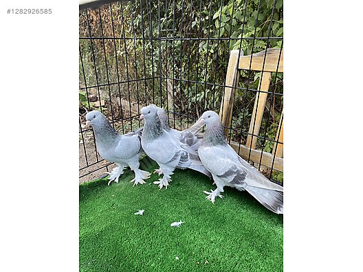 Hayvanlar Alemi / Kümes Hayvanları / Güvercin