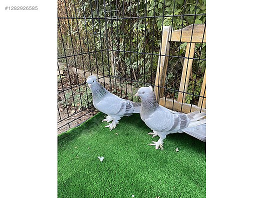 Hayvanlar Alemi / Kümes Hayvanları / Güvercin