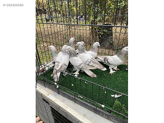 Hayvanlar Alemi / Kümes Hayvanları / Güvercin