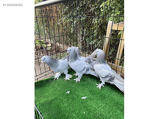 Hayvanlar Alemi / Kümes Hayvanları / Güvercin