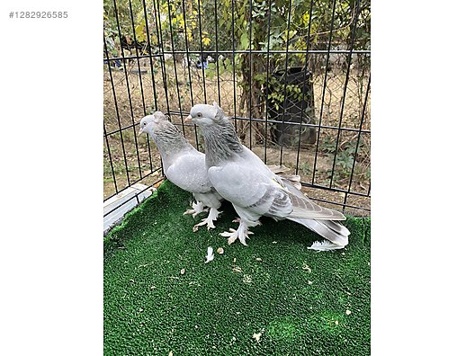 Hayvanlar Alemi / Kümes Hayvanları / Güvercin