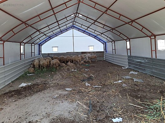 Pets & Livestock / Accessories / Large & Small Livestock