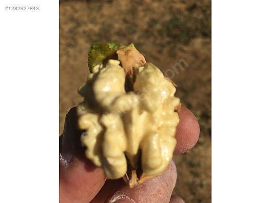 İkinci El ve Sıfır Alışveriş / Yiyecek & İçecek / Kuruyemiş