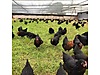 Pets & Livestock / Poultry & Fowl / Chickens