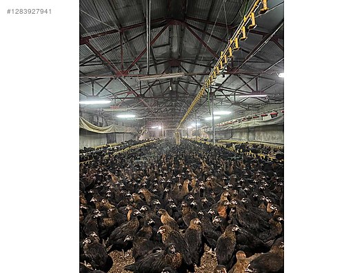 Pets & Livestock / Poultry & Fowl / Chickens