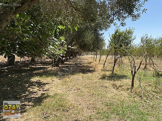 menderes altintepe mah 7750 m2 tarla erik ve zeytin agacli satilik arsa ilanlari sahibinden com da 940928594 menderes altintepe mah 7750 m2 tarla erik ve zeytin agacli satilik arsa ilanlari sahibinden com da 940928594
