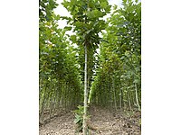 TOPTAN SATILIK 4 ÇEŞİT SÜS BİTKİLERİ | REPİKAJLIK FİDAN