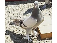 Sahibinden Satilik Guvercin Cinsleri Ve Fiyatlari Sahibinden Com Da