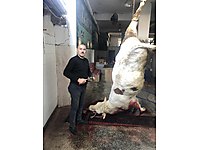 bursa satilik buyukbas hayvanlar ilanlari ve fiyatlari sahibinden com da 3