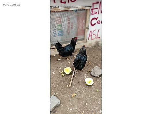horoz ameraucana horoz sahibinden comda 977929522
