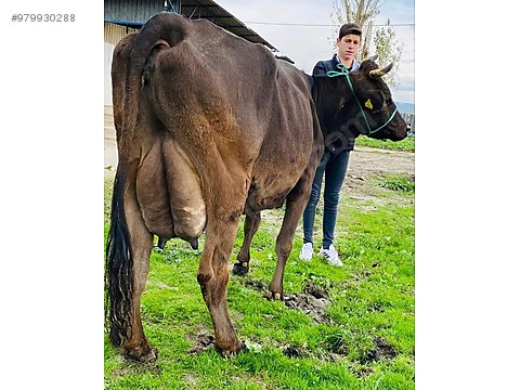 cows kapi teslim sahibinden satilik sut tanklari at sahibinden com 979930288 cows kapi teslim sahibinden satilik sut tanklari at sahibinden com 979930288