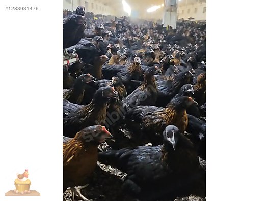 Pets & Livestock / Poultry & Fowl / Chickens