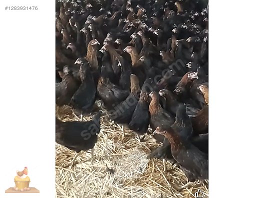 Pets & Livestock / Poultry & Fowl / Chickens