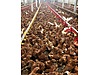 Pets & Livestock / Poultry & Fowl / Chickens