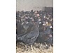 Pets & Livestock / Poultry & Fowl / Chickens