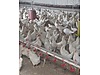Pets & Livestock / Poultry & Fowl / Chickens