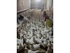 Pets & Livestock / Poultry & Fowl / Chickens