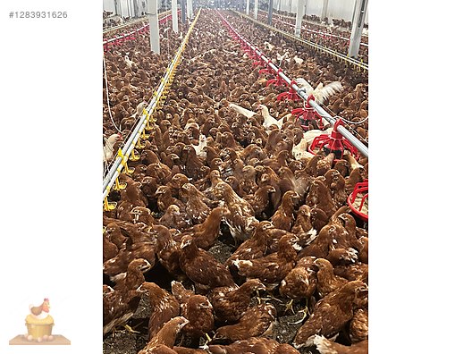 Pets & Livestock / Poultry & Fowl / Chickens