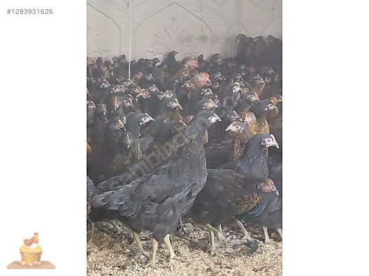 Pets & Livestock / Poultry & Fowl / Chickens