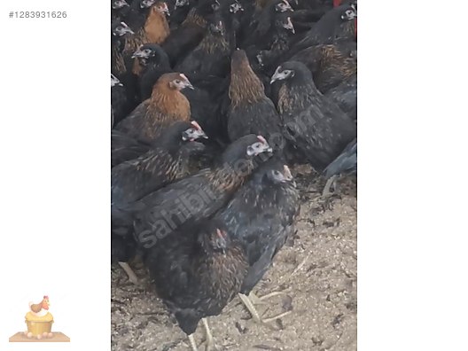 Pets & Livestock / Poultry & Fowl / Chickens